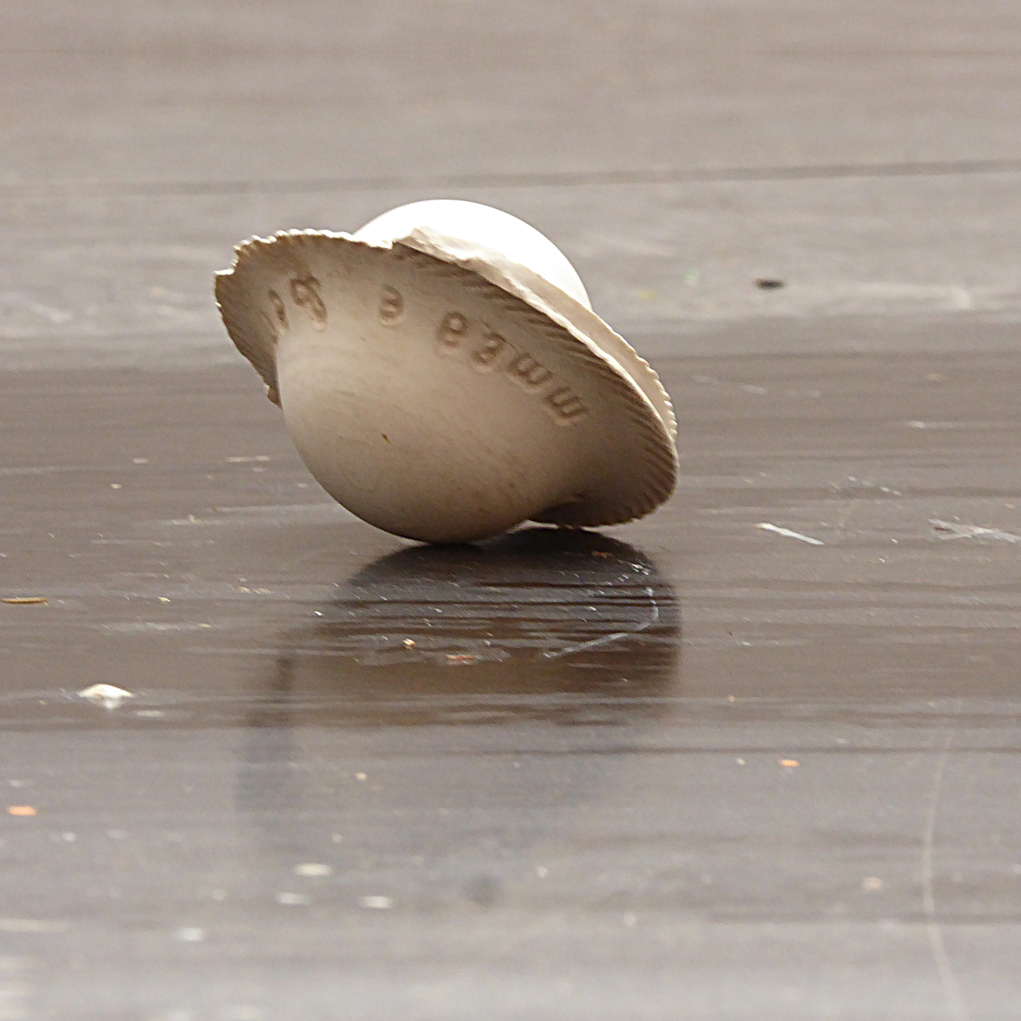 Coquille